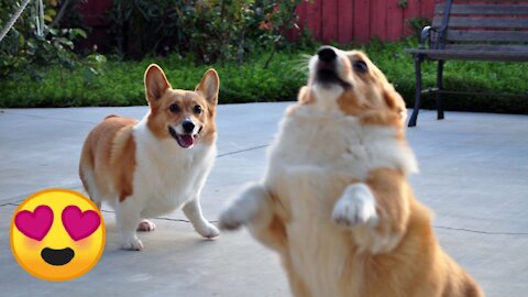 Corgi Are The Best - CUTEST Compilation