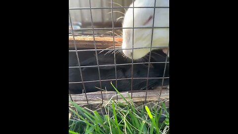 This bunny is INSIDE her food container #animals #shorts