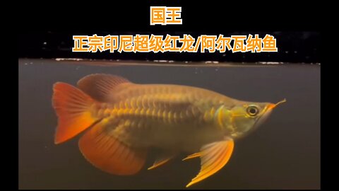 龙鱼/超级红龙鱼 原产印度尼西亚加里曼丹