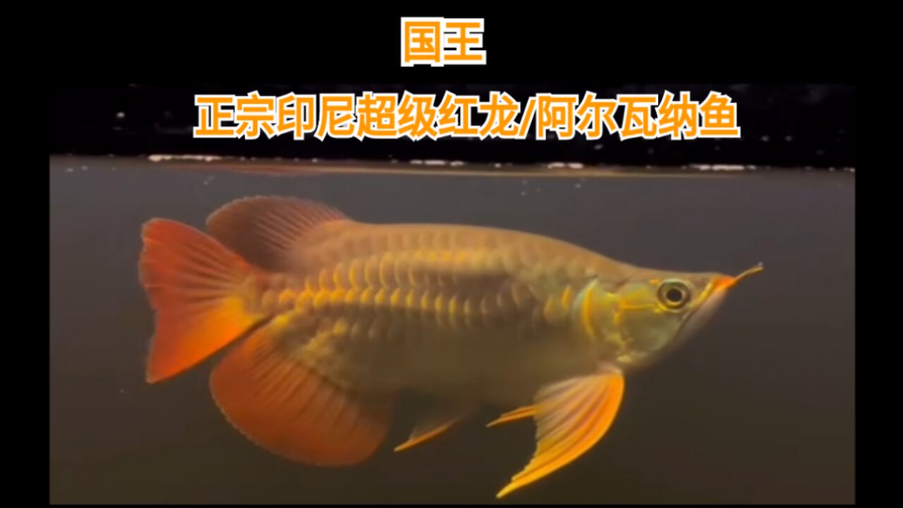 龙鱼/超级红龙鱼 原产印度尼西亚加里曼丹