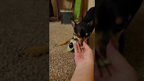 Snickers playing with toy of the hour...lol