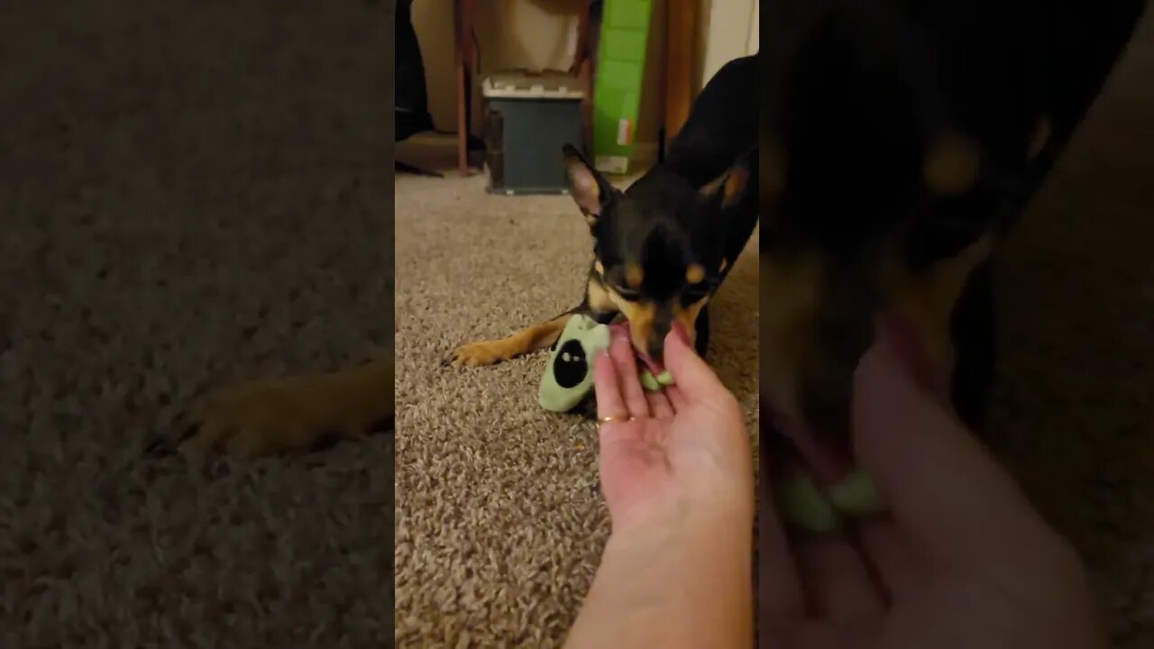 Snickers playing with toy of the hour...lol