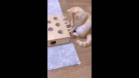 cat playing wood toy#shorts