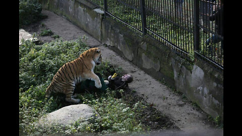 Tiger Attack On His Trainer!!!😱😱😱