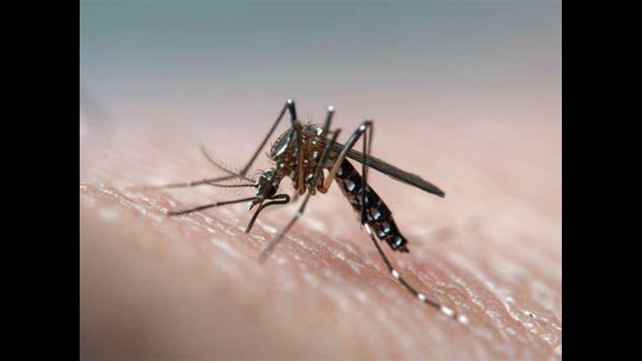 First Dengue Fever case in Italy