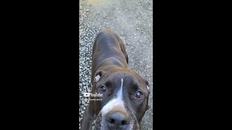 Diary of a happy Dog 2 😁🤣