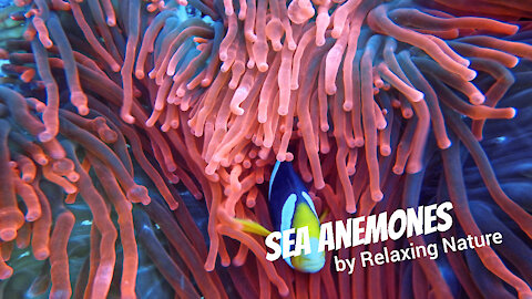 Sea Anemones – 60 minutes of Beautiful, Relaxing Music for Study, Work, Meditation, Sleep