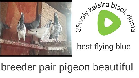 Beautiful pigeon blue dumy Pigeon