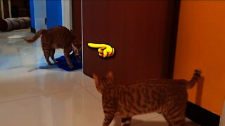 Cats trashing house