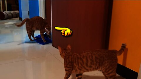 Cats trashing house