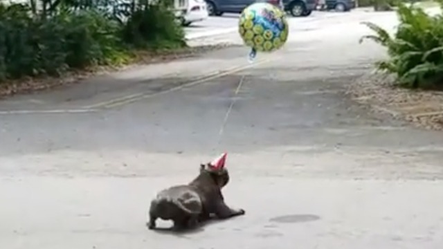 Dog tries to catch his birthday balloon!