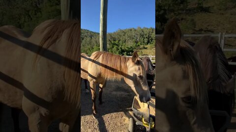 Little peep at all 7 of our horses