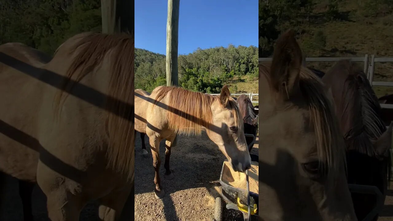 Little peep at all 7 of our horses