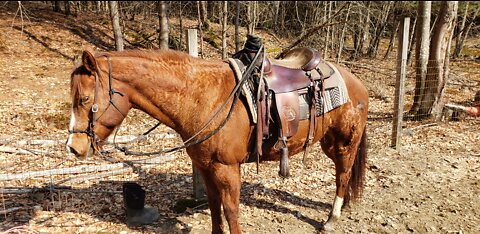 Horse fever.