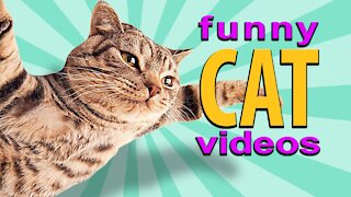 Ninja cats for the win