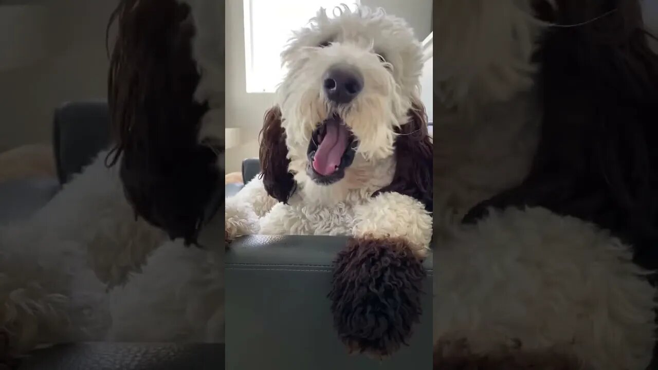 😍Cute and Funny Dog Compilation #shorts