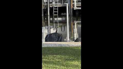 Green Heron Chills On Dock | 4K