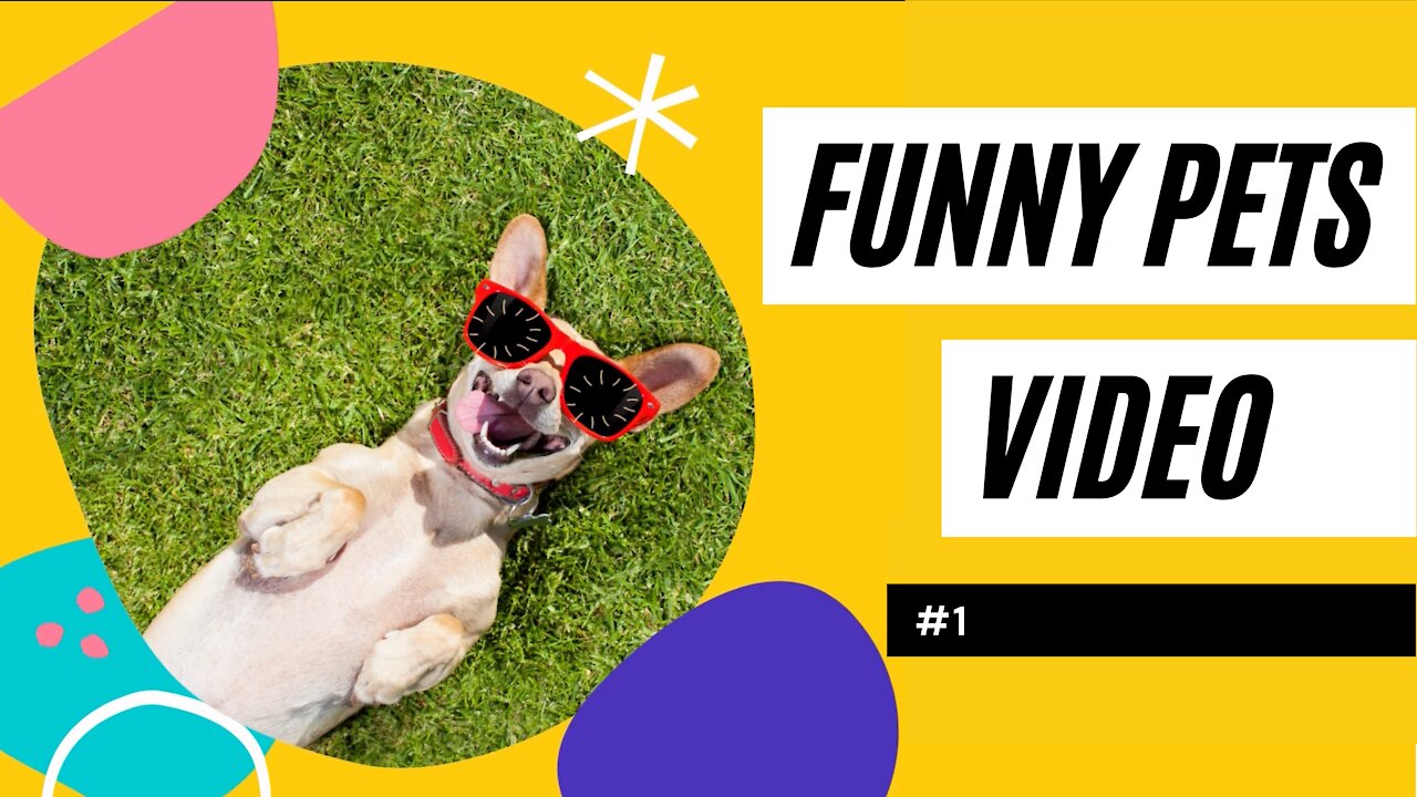 💖Cute Pets and Funny Animals - Apollo's Best Funny Pet Videos #1