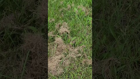 grass things #shorts