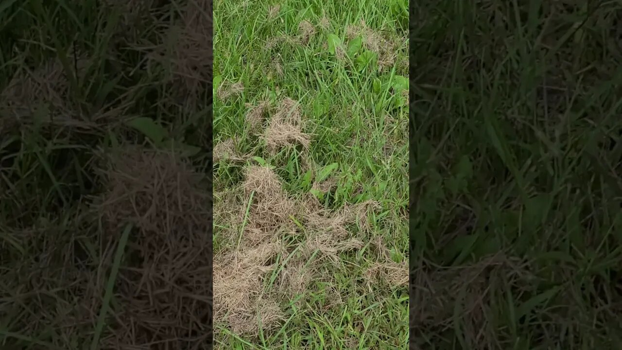 grass things #shorts