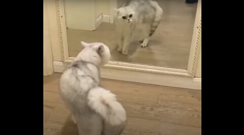 Funniest Cats 😹 - Don't try to hold back Laughter #5