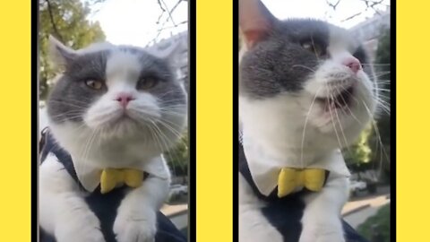 Cute cat talking nervously