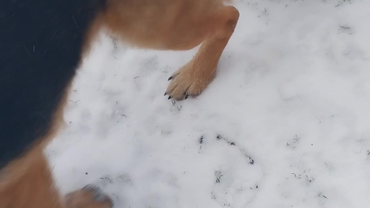 Wednesday Wake and Shake