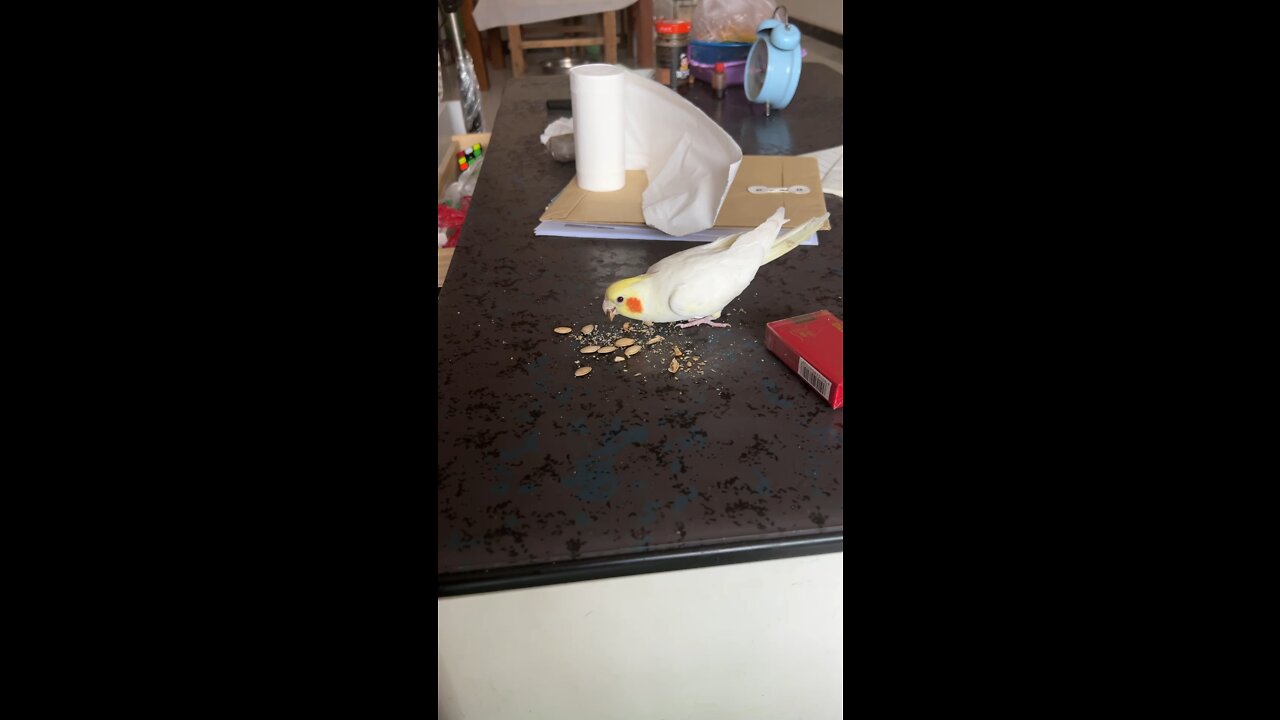 Parrots also eat melon seeds.