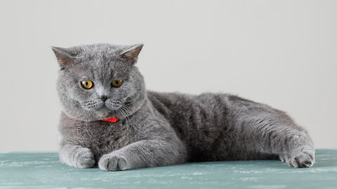 A cat play billiards