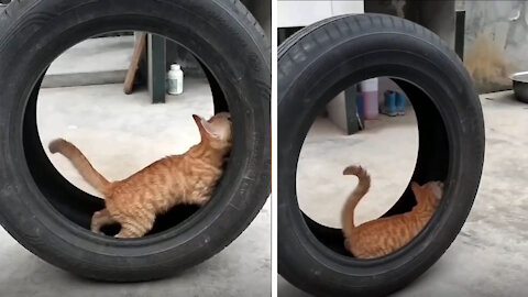 Orange cat treats tires as treadmills