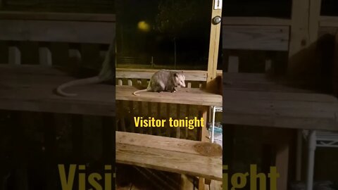 Critter Cam Night?