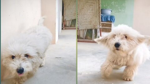 Baby Dogs - Cute and Funny Dog Videos Compilation