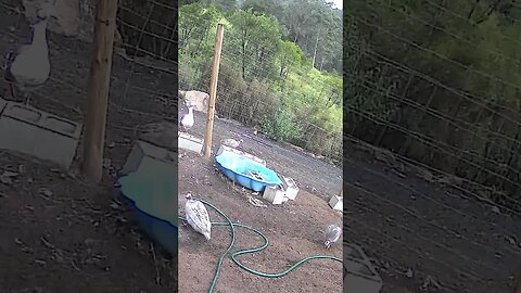 Farm cam monitoring