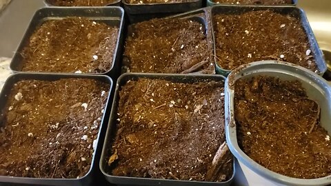 Seedlings, Separating,Transplanting, and Getting Ready for Spring!