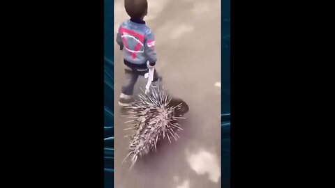 The real bodyguard for this boy funny animal