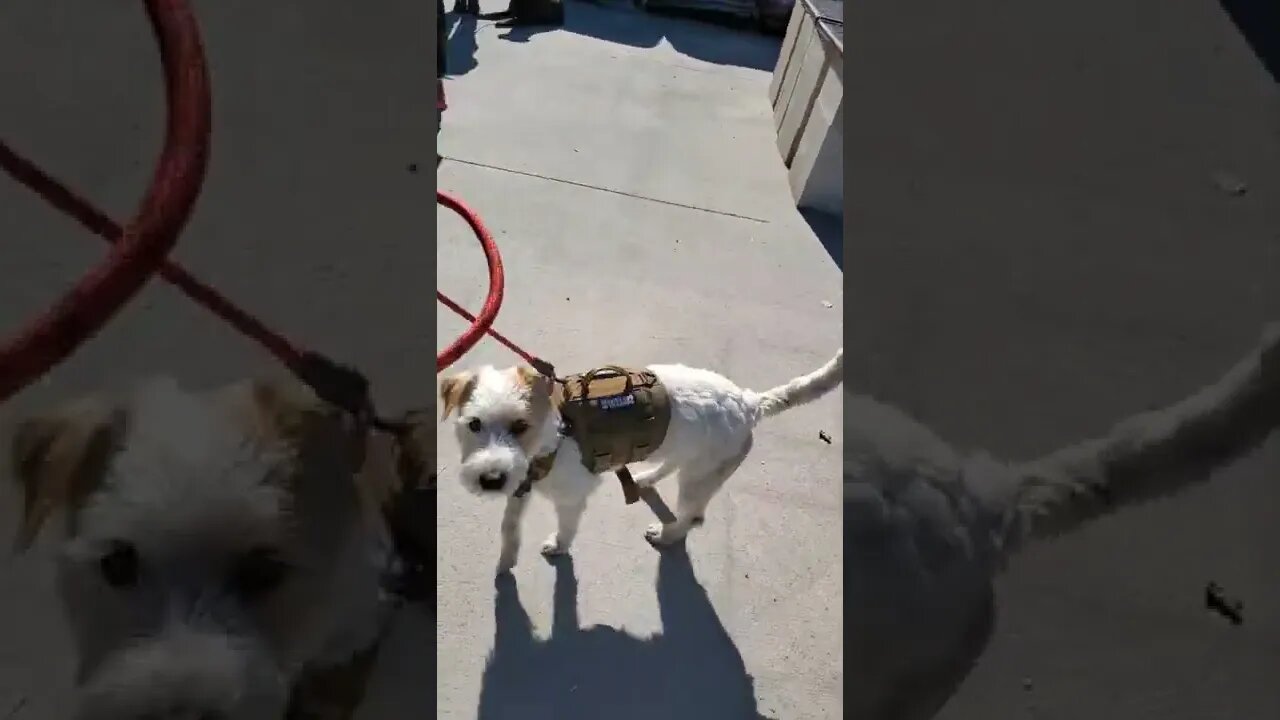 Ares Jack Russell practices ignoring distractions from passing dogs and people
