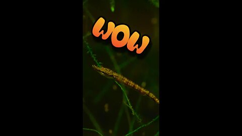 Incredible Baby Pipefish Spawned by Dansfish