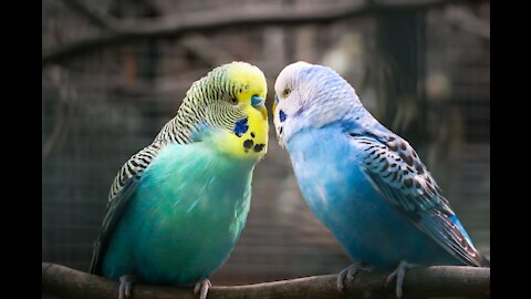 budgies parrot feeding. Budgies parrot video 2021