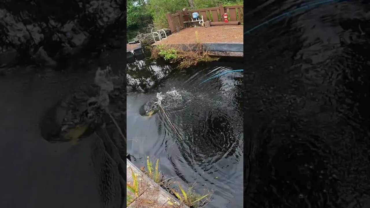 THE DOCK MONSTER #bigbass #floridafishing