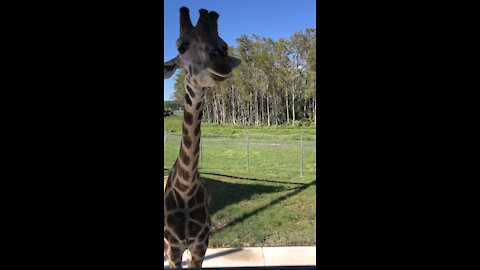 Feed a Giraffe by hand