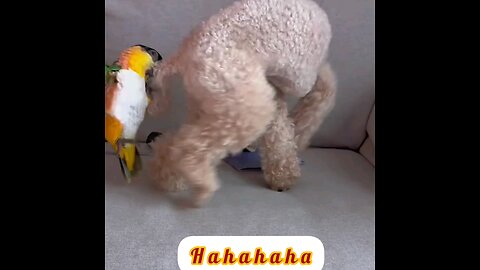 The parrot prohibited the dog from living🤣 interesting video