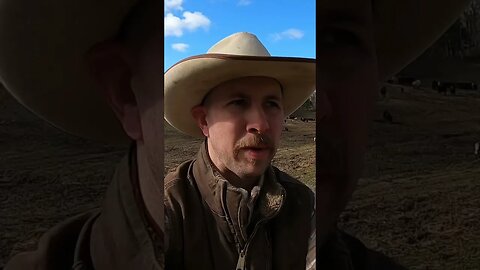 Day 7 of 30 days of #calving . #cattle #farm #farmlife #ranch #ranchlife #cow #calf