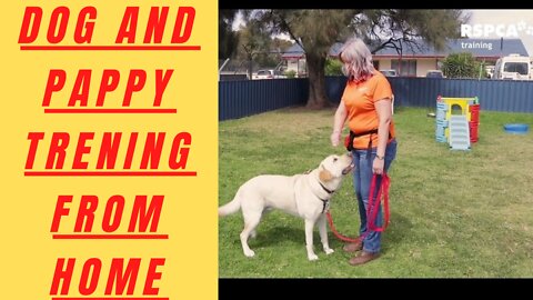 Free dog trening session 1