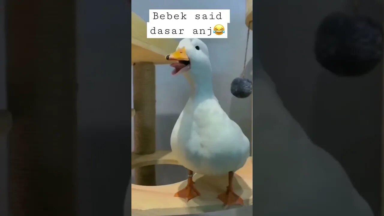 #shorts #animals #anjing #bebek #hewan