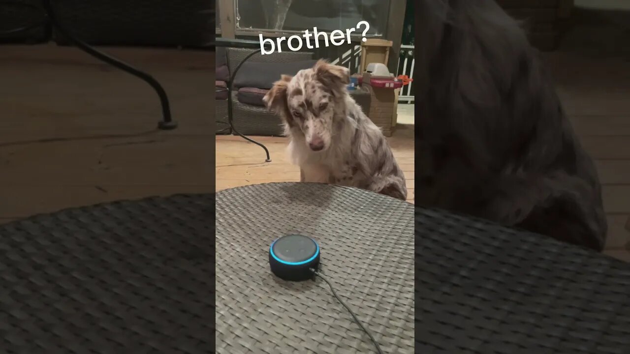 My Dog Reacts To Alexa