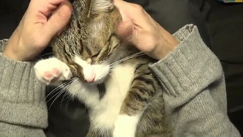 Cute Cat Purrs