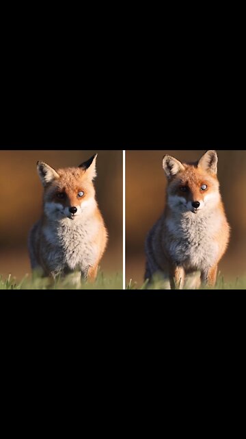 Wild fox with heterochromia beautifully captured on camera