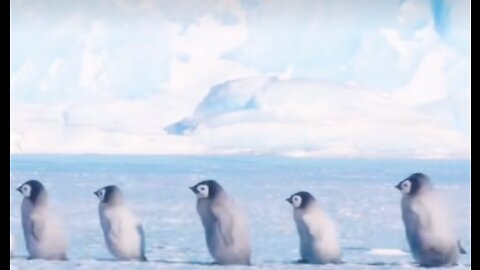 The cute penguin