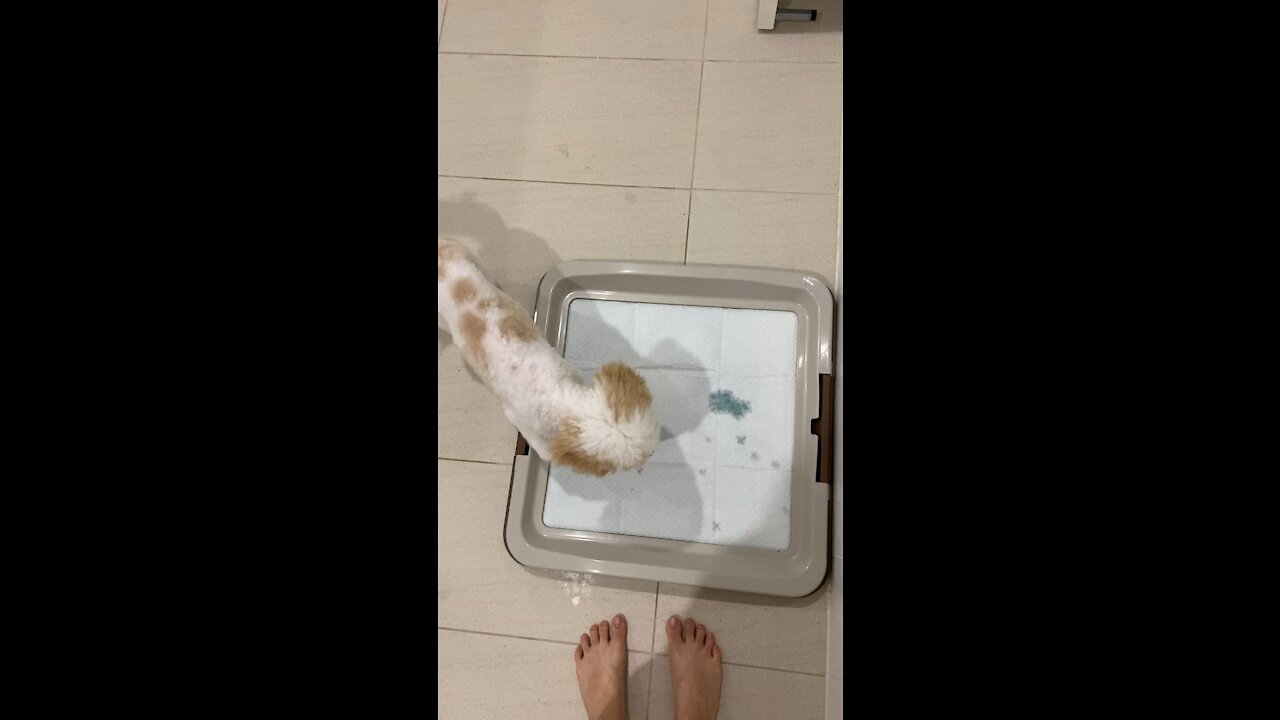 Puppy fake peeing just to get treats