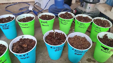 NEW UPDATE ON THE SEEDLINGS 3/5/2023 TEST GARDEN